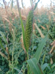Setaria viridis pycnocoma