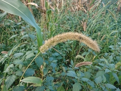 Setaria viridis pycnocoma