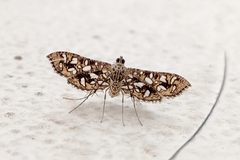 Nausinoe geometralis