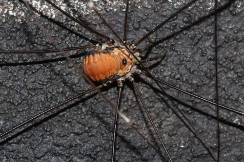 Leiobunum limbatum