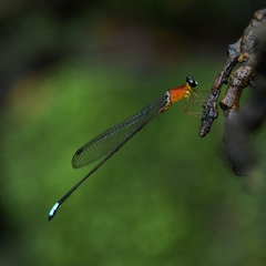 Indosticta deccanensis