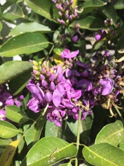 Lonchocarpus longistylus