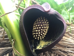 Symplocarpus renifolius