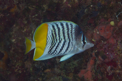 Chaetodon mertensii