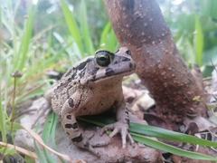 Sclerophrys pardalis