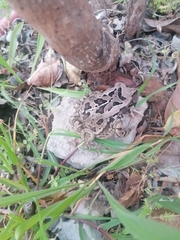 Sclerophrys pardalis