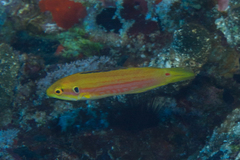 Bodianus bimaculatus
