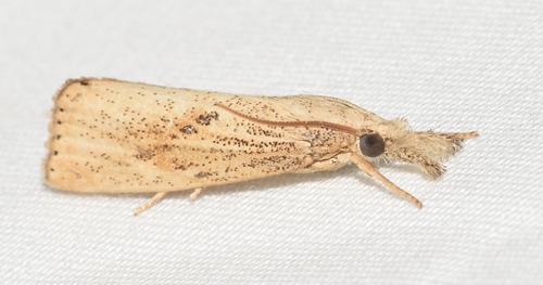 Rice Stalk Borer Moth photo 4