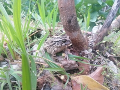Sclerophrys pardalis