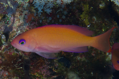 Pseudanthias hypselosoma