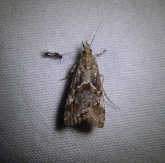 Euchromius cambridgei