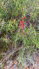 Anisacanthus linearis
