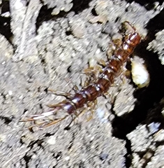 Lithobius forficatus