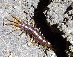 Lithobius forficatus