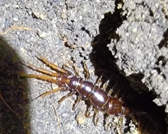Lithobius forficatus