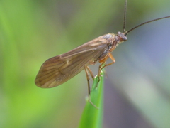 Anabolia
