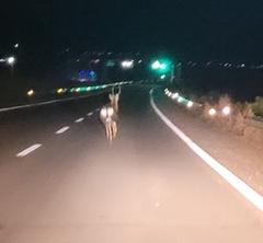 Cervus nippon mantchuricus