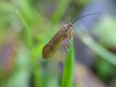 Anabolia