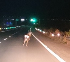 Cervus nippon mantchuricus