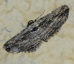 Iridopsis obliquaria