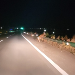 Cervus nippon mantchuricus