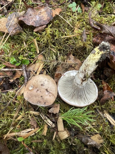 Slimy Spike (Gomphidius glutinosus)
