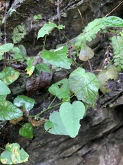 Cyclea gracillima, photograph (c) 呂一起(Lyu yi-chi), some rights reserved (CC BY)