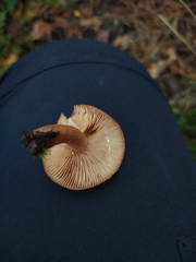 Lactarius subdulcis