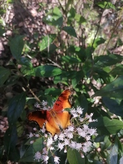 Polygonia haroldii