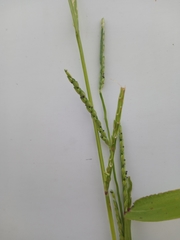 Urochloa platyphylla