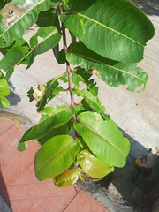 Terminalia arjuna