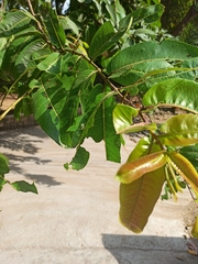 Terminalia arjuna