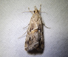 Euchromius cambridgei