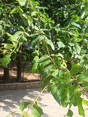 Terminalia arjuna