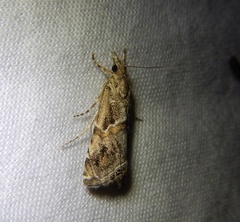 Euchromius cambridgei