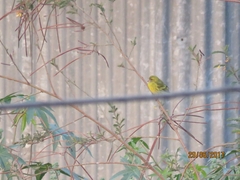 Crithagra citrinelloides