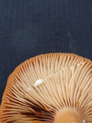 Lactarius subdulcis