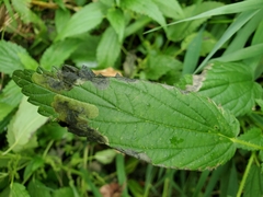 Agromyza pseudoreptans