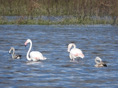 Phoenicopterus roseus