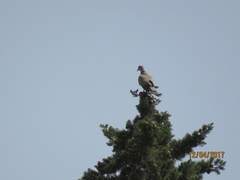 Streptopelia decaocto