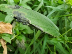 Agromyza pseudoreptans