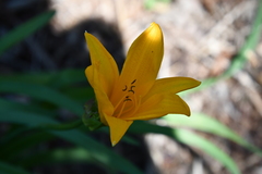 Hemerocallis middendorffii