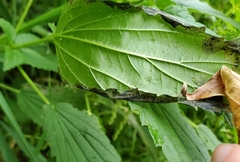 Agromyza pseudoreptans