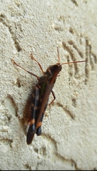 Rhammatocerus pictus