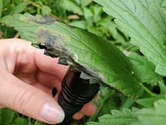 Agromyza pseudoreptans