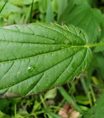 Agromyza pseudoreptans