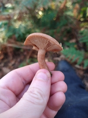 Lactarius subdulcis