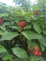 Ixora coccinea