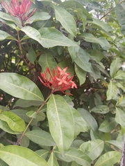 Ixora coccinea