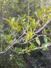 Citharexylum montevidense